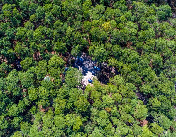 O'f9 observer le ballet des dauphins roses dans l'Amazone bru00e9silienne?